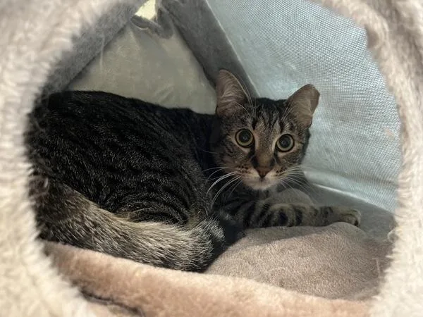 A young medium-sized female Domestic Short Hair cat named Suki for adoption in Stratham, NH