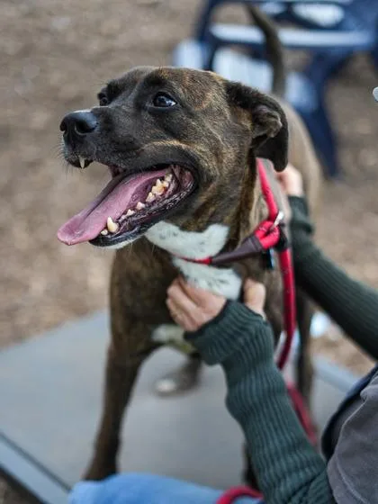 An adult medium-sized female Mixed Breed dog named Khoas for adoption in Chamblee, GA