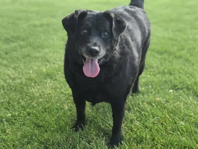 A senior small-sized female Dachshund dog named Sweet Pea for adoption in Albuquerque, NM