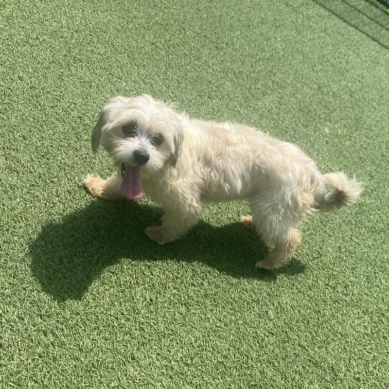 A young small-sized female Gray / Blue / Silver Shih Tzu dog named Penny Paws for adoption in LOXAHATCHEE, FL