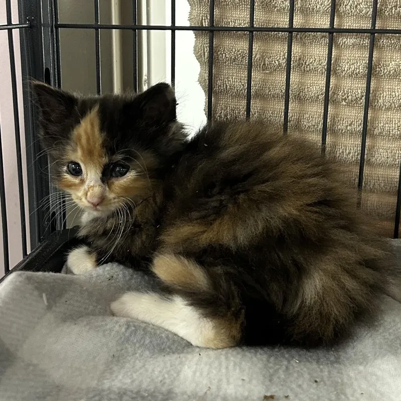 A baby small-sized female Tortoiseshell Domestic Medium Hair cat named Arapaima for adoption in Binghamton, NY