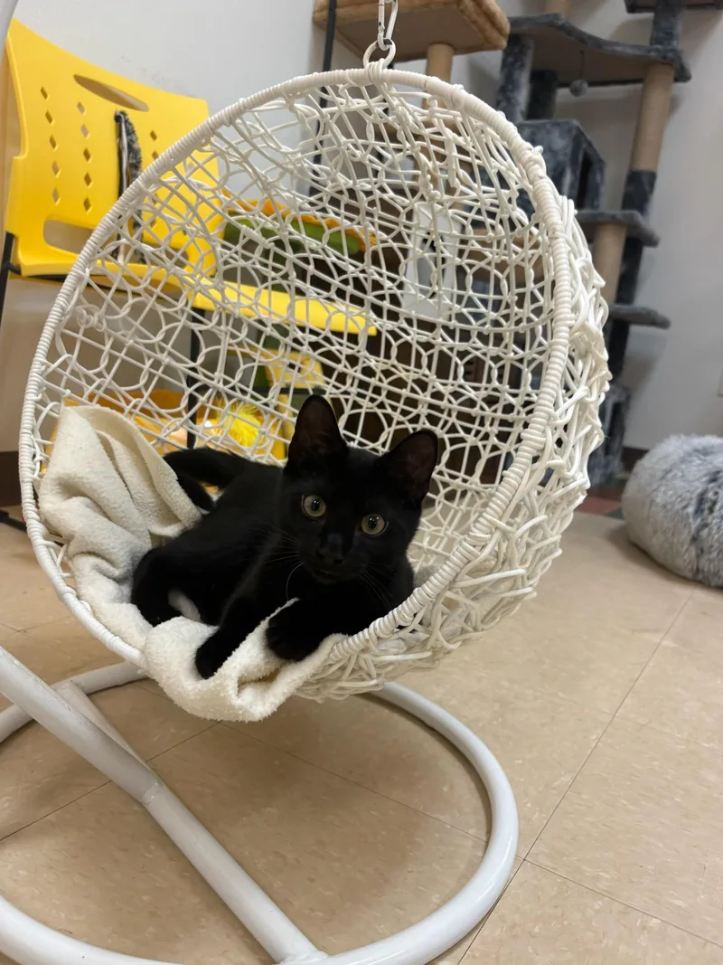 A baby small-sized male Black Domestic Short Hair cat named Hubba Bubba for adoption in Paris, ME