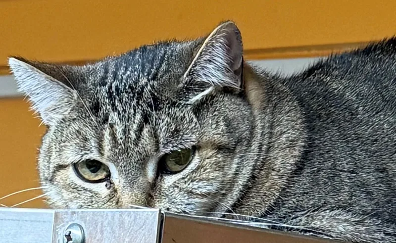 An adult medium-sized female Tabby (Brown / Chocolate) Domestic Short Hair cat named Grace O'malley for adoption in Edison, NJ