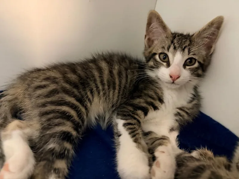 A baby medium-sized male Domestic Short Hair cat named Zai for adoption in Huntington, IN