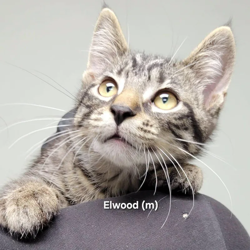 A baby medium-sized male Tabby (Brown / Chocolate) Domestic Short Hair cat named Elwood for adoption in Mazon, IL