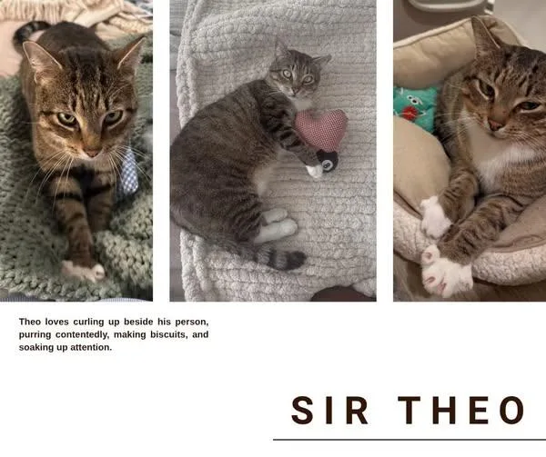 An adult medium-sized male Domestic Short Hair cat named Sir Theo for adoption in Wilmington, NC