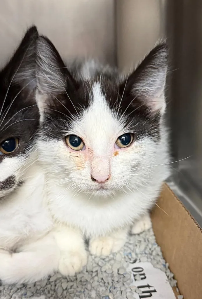 A baby medium-sized female Domestic Short Hair cat named Evey for adoption in Cincinnati, OH