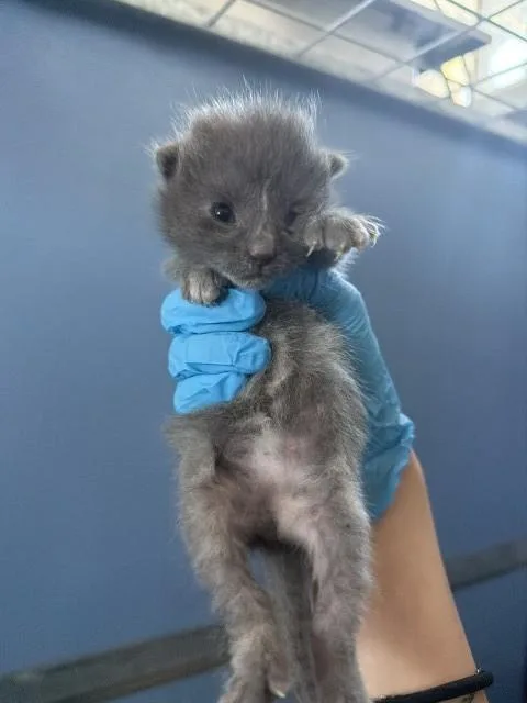 A baby small-sized female Domestic Short Hair cat named Huntress Wizard for adoption in San Bernardino, CA