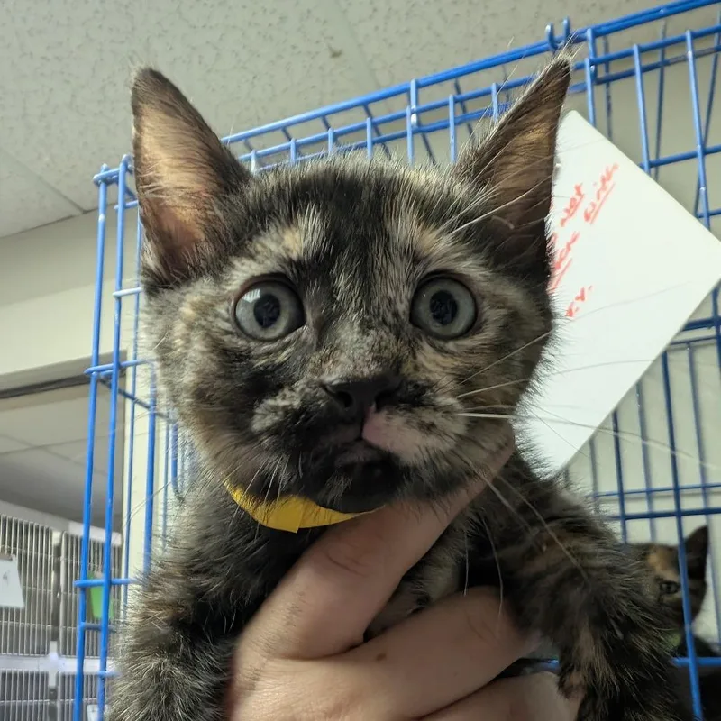 Whiskeroni