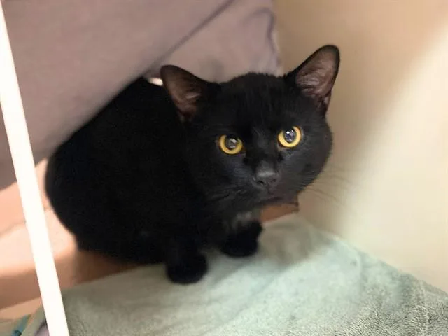 An adult medium-sized male Domestic Short Hair cat named Emmett for adoption in Fort Wayne, IN