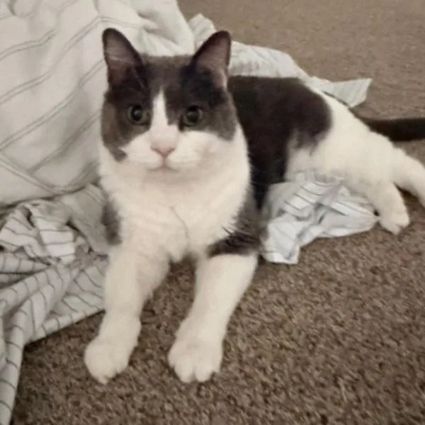 A senior medium-sized male Domestic Short Hair cat named Willis for adoption in Des Moines, IA