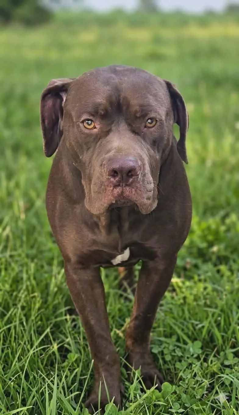 An adult large-sized male Brown / Chocolate Cane Corso dog named Brownie Buttons for adoption in Wantagh, NY