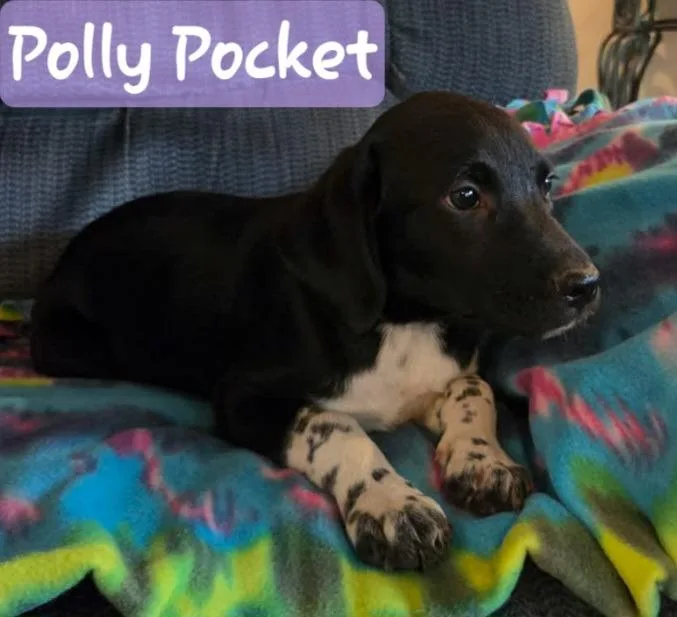 A baby medium-sized female Labrador Retriever dog named Polly for adoption in Mena, AR