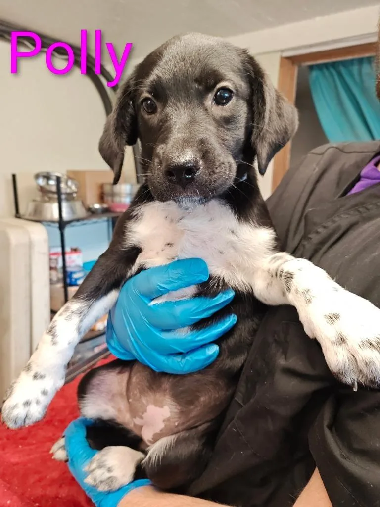 Polly thumbnail 2