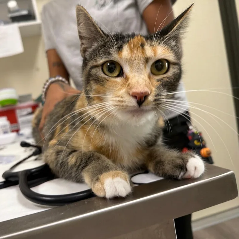 A young small-sized female Tortoiseshell Domestic Short Hair cat named Nita for adoption in Las Vegas, NV