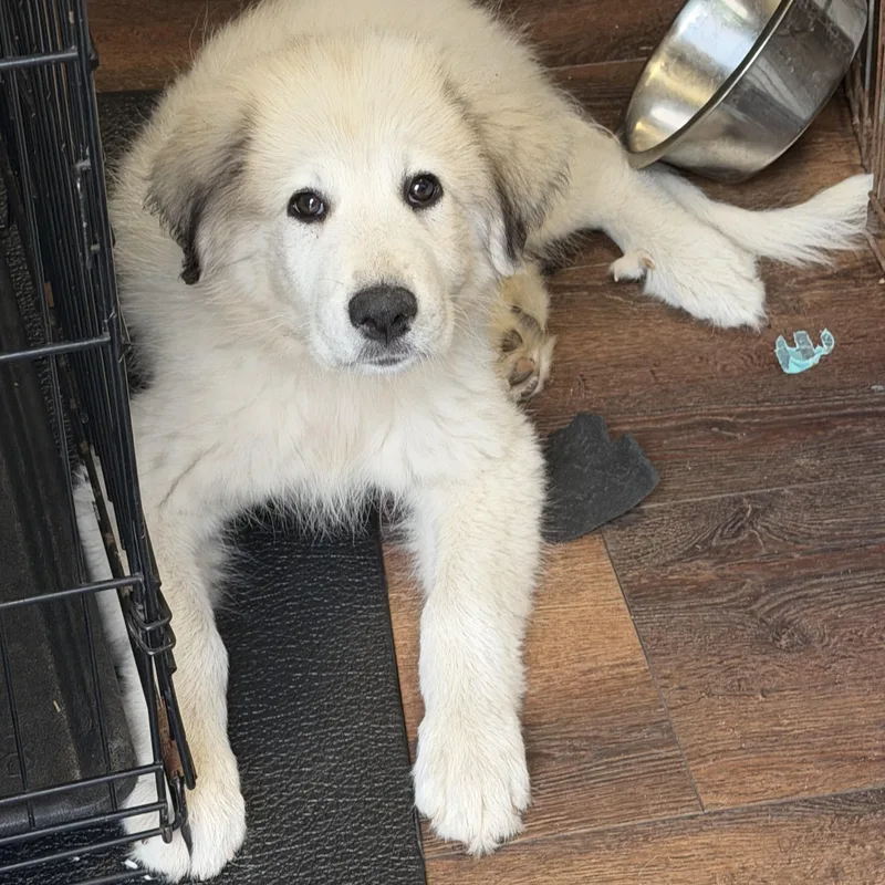 A baby extra large-sized female White / Cream Great Pyrenees dog named Pearl for adoption in Warren, MI