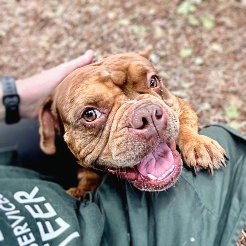A baby medium-sized male American Bulldog dog named Campbell for adoption in Oakland, CA