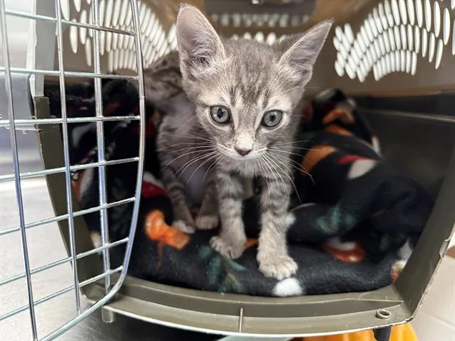 A baby small-sized female Domestic Short Hair cat named Tinkerbell for adoption in Antioch, CA