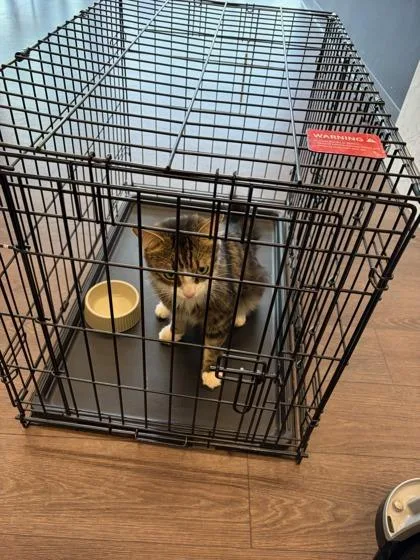 An adult large-sized male Domestic Long Hair cat named Pirate for adoption in Atlanta, GA