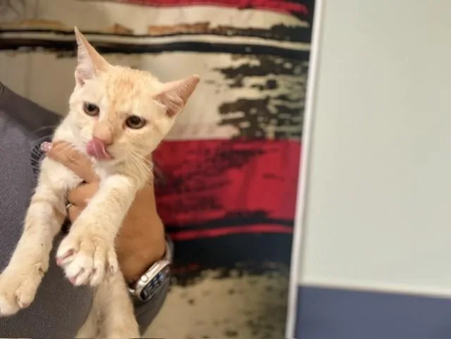 A young small-sized female Domestic Short Hair cat named Fia for adoption in Miami, FL
