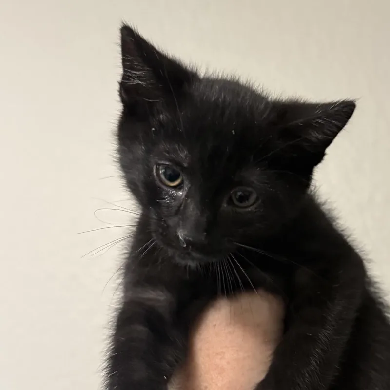 A baby small-sized female Black Domestic Short Hair cat named Cleo for adoption in San Diego, CA
