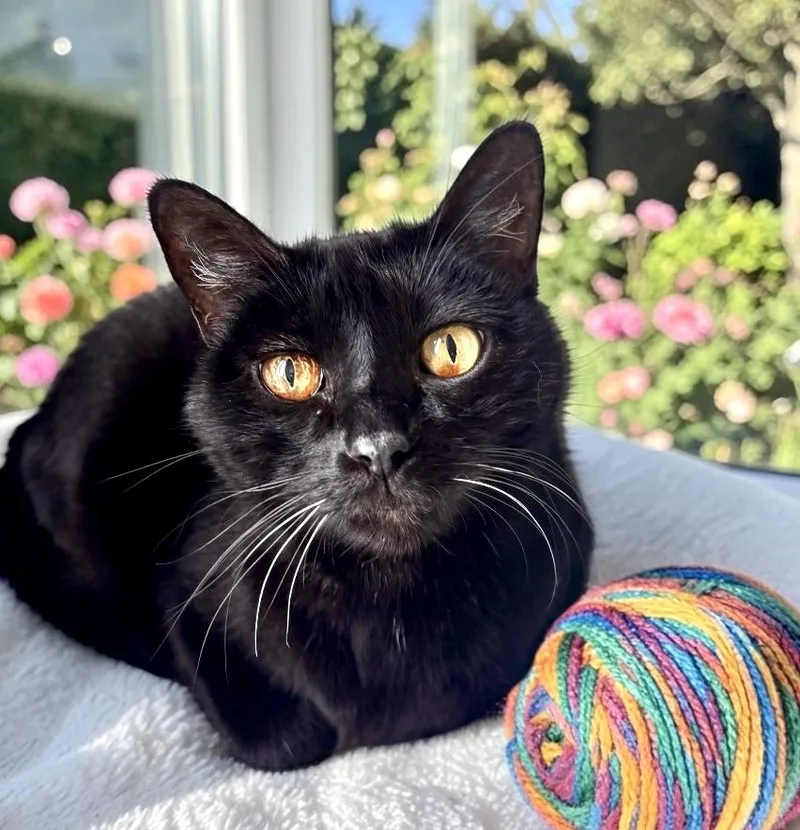 An adult large-sized male Domestic Short Hair cat named Fuzzy Front Declawed for adoption in Perry, IA