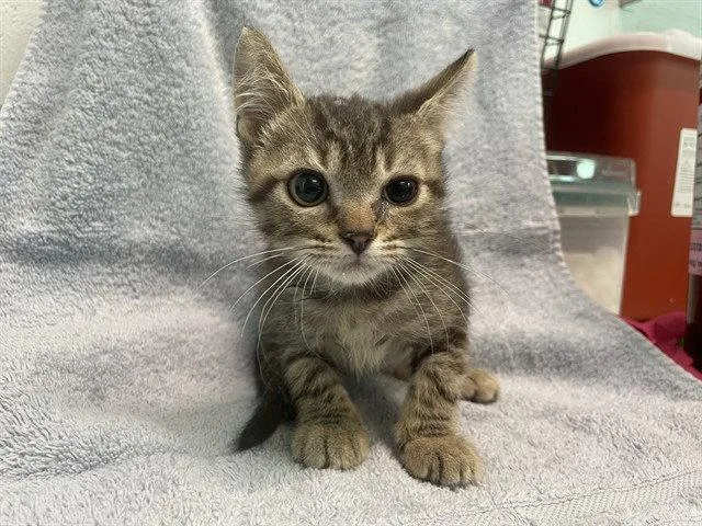 A baby small-sized male Domestic Short Hair cat named Odin for adoption in Tavares, FL