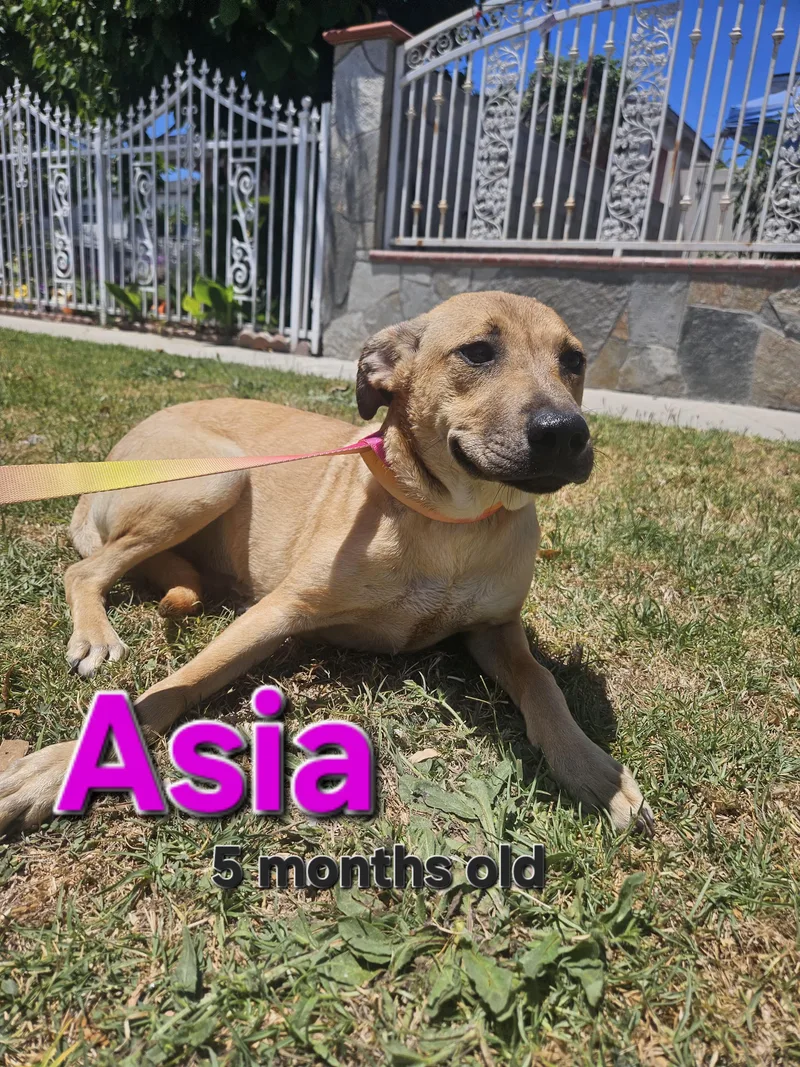 A young medium-sized female Apricot / Beige Labrador Retriever dog named Asia for adoption in Los Angeles, CA