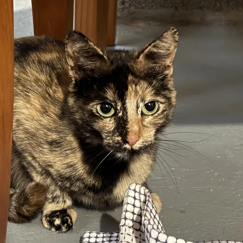 An adult medium-sized female Tortoiseshell Domestic Short Hair cat named Trixie Mattel for adoption in Royal Oak, MI