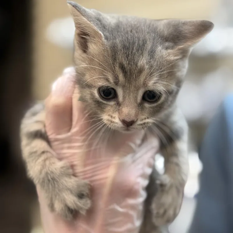 A baby small-sized female Gray / Blue / Silver Domestic Short Hair cat named Corolla for adoption in Lynchburg, VA