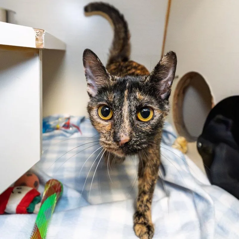 An adult medium-sized female Tortoiseshell Domestic Short Hair cat named Saturn for adoption in South Elgin, IL