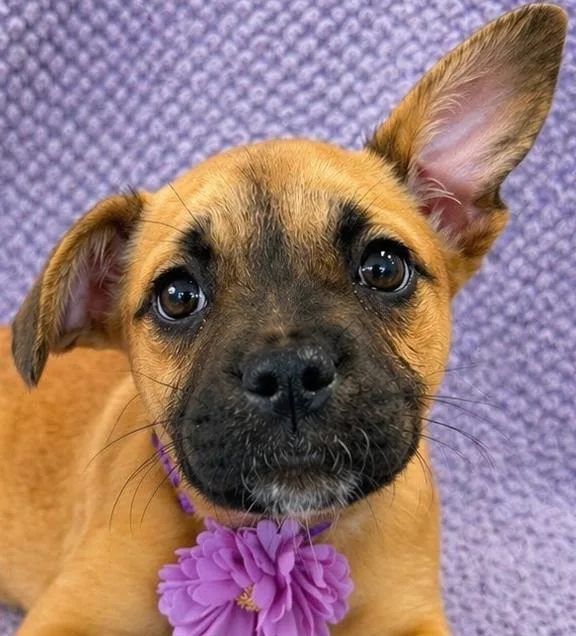 A baby medium-sized female Yellow / Tan / Blond / Fawn French Bulldog dog named Libby for adoption in Lodi, CA