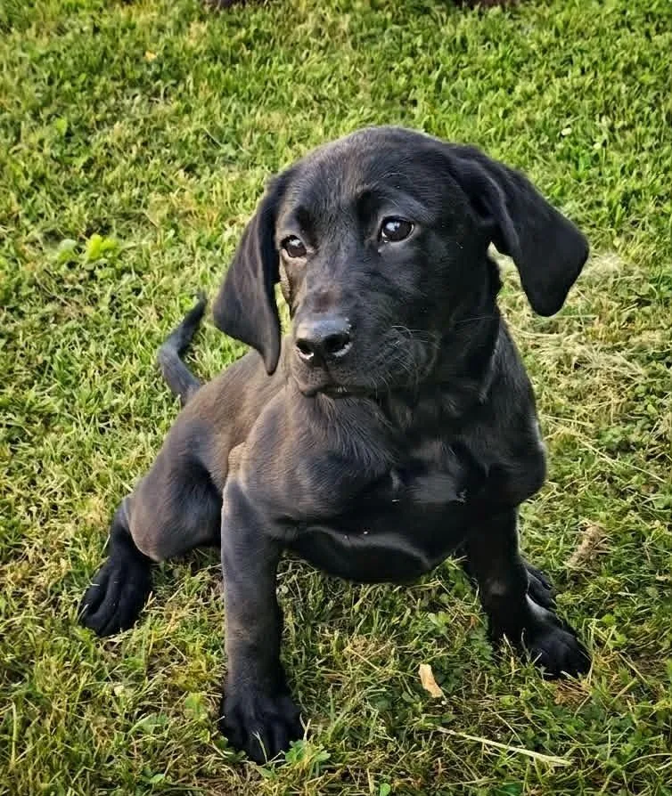 A baby large-sized female Black Labrador Retriever dog named Alice for adoption in Saginaw, MI