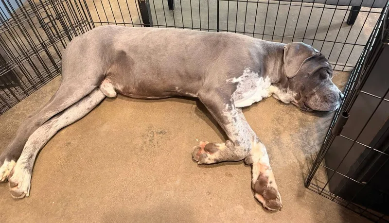 Johnny Urgent thumbnail 2