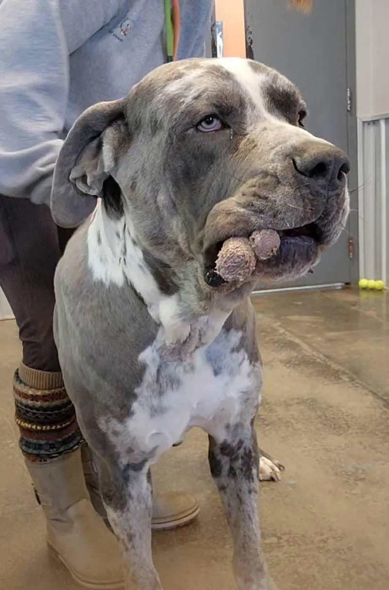 Johnny Urgent thumbnail 3