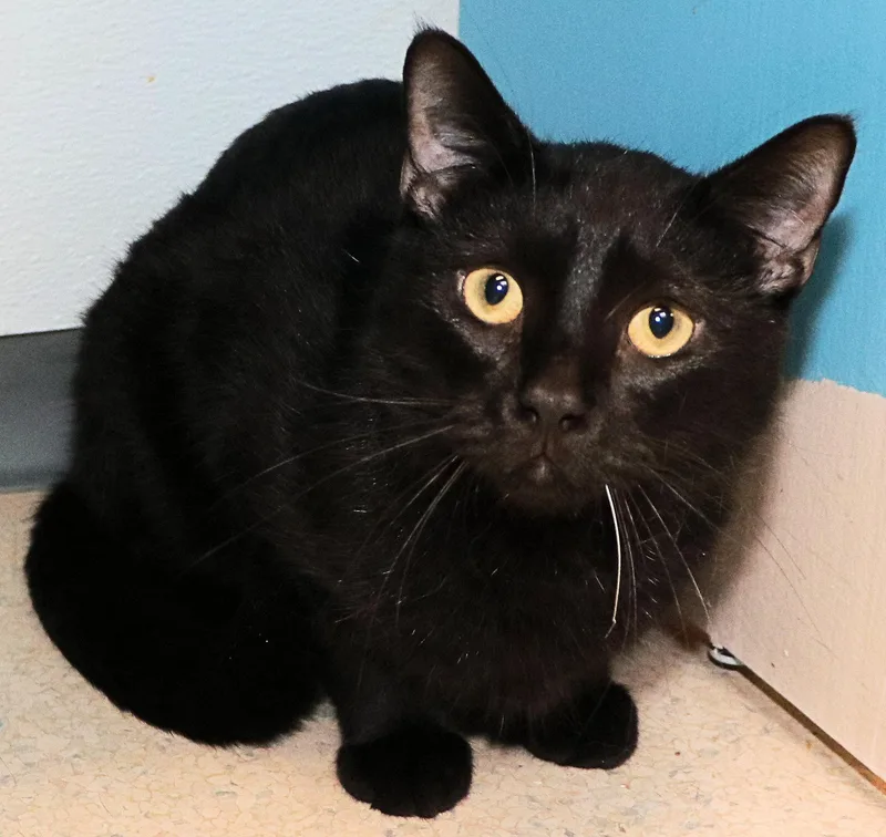 A young medium-sized male Black Domestic Short Hair cat named Quincy for adoption in Cincinnati, OH