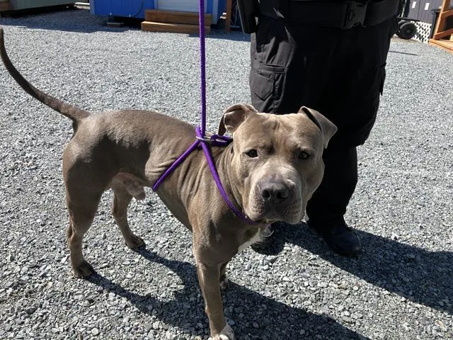 An adult large-sized male Pit Bull Terrier dog named Rey for adoption in Kent, WA
