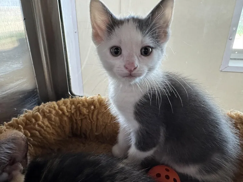 A young medium-sized male Gray & White Domestic Short Hair cat named Henry for adoption in Austin, MN
