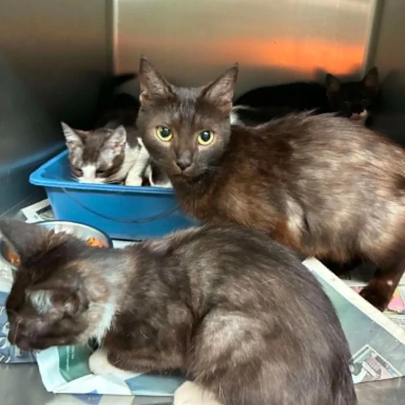 A young small-sized female Brown / Chocolate Domestic Short Hair cat named Momma Wiggie for adoption in Shinnston, WV