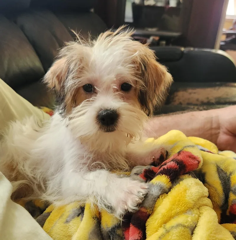 A baby small-sized female Yellow / Tan / Blond / Fawn Yorkshire Terrier dog named Fig for adoption in Twin lakes, WI