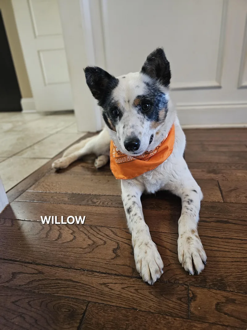 Willow thumbnail 2