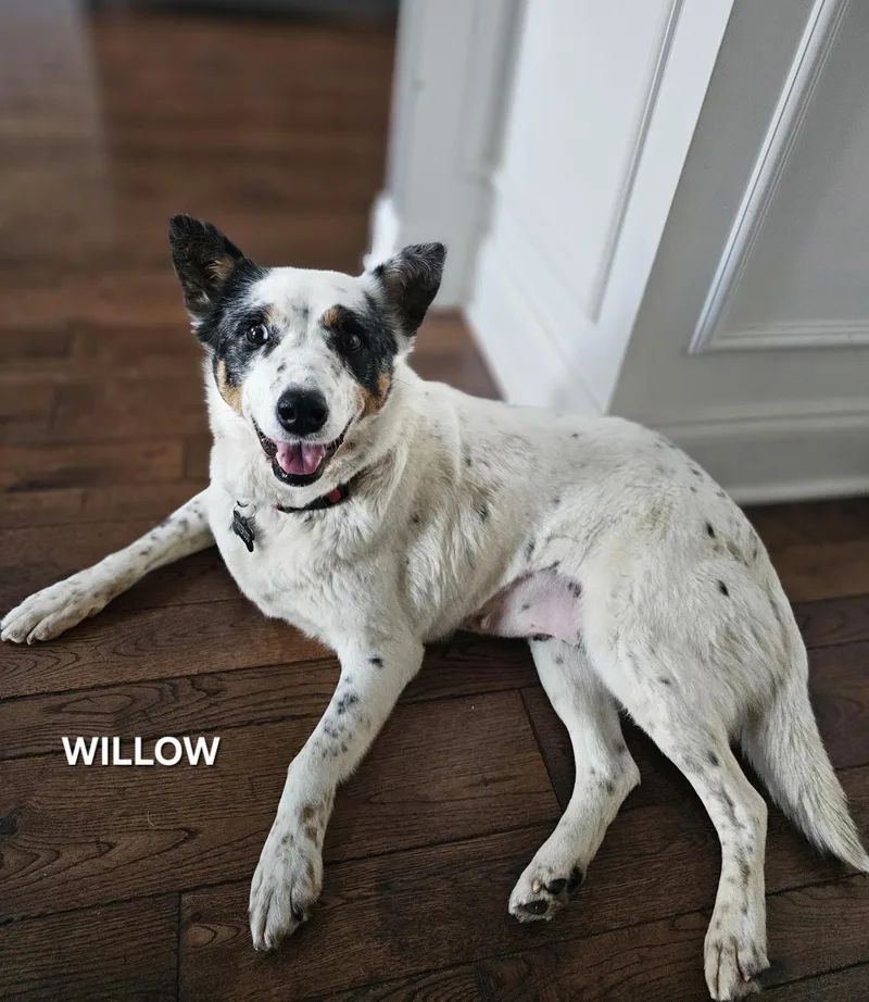 Willow thumbnail 3