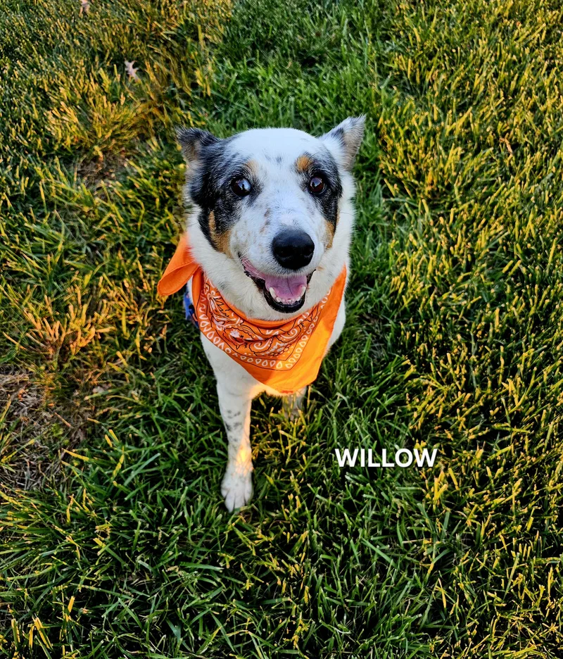 Willow thumbnail 5