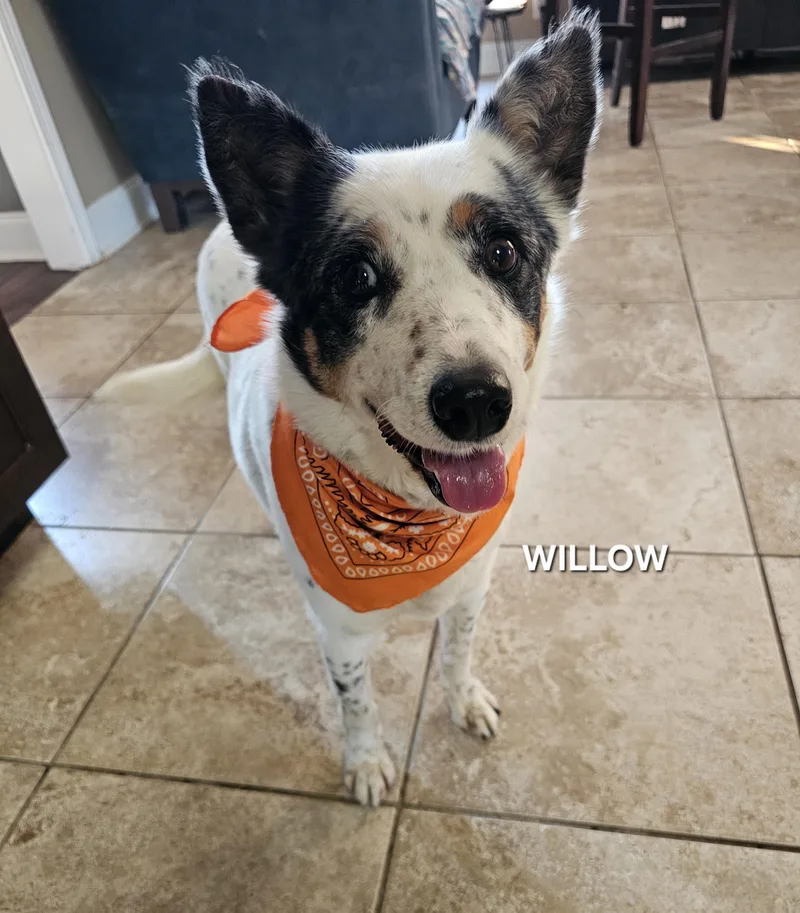 A young medium-sized female Australian Cattle Dog / Blue Heeler dog named Willow for adoption in Manassas, VA