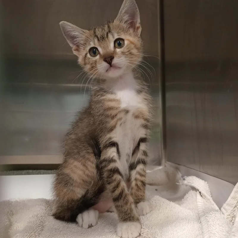 A baby small-sized female Brown / Chocolate Domestic Short Hair cat named Ethel for adoption in Tampa, FL