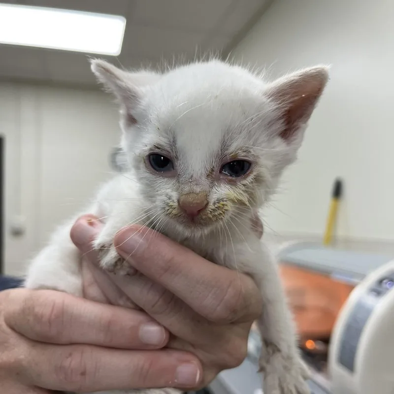 A baby small-sized male Flame Point Domestic Short Hair cat named Siren for adoption in Verona, VA