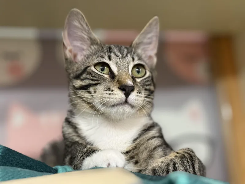 A baby medium-sized male Tabby (Brown / Chocolate) Domestic Short Hair cat named Frack for adoption in Lauderhill, FL