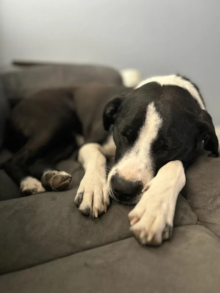 Zzz_tiny_courtesy thumbnail 3