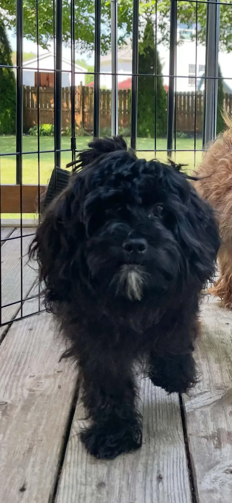 A baby small-sized male Black Shih poo dog named Arrow for adoption in Brunswick, ME