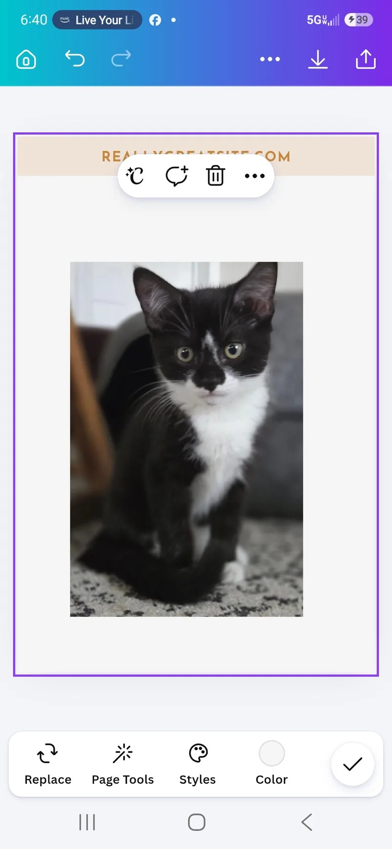 A baby small-sized male Domestic Short Hair cat named Savvy for adoption in Bethel Park, PA